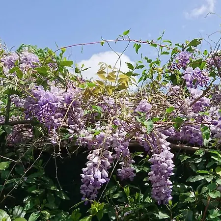 Florens